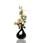 Climbing Rose